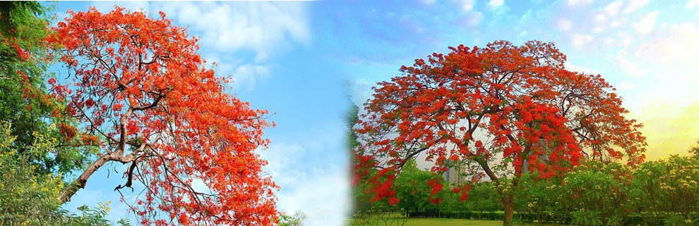 royal poinciana
