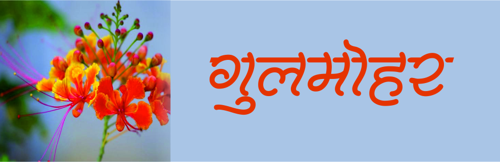 gulmohar