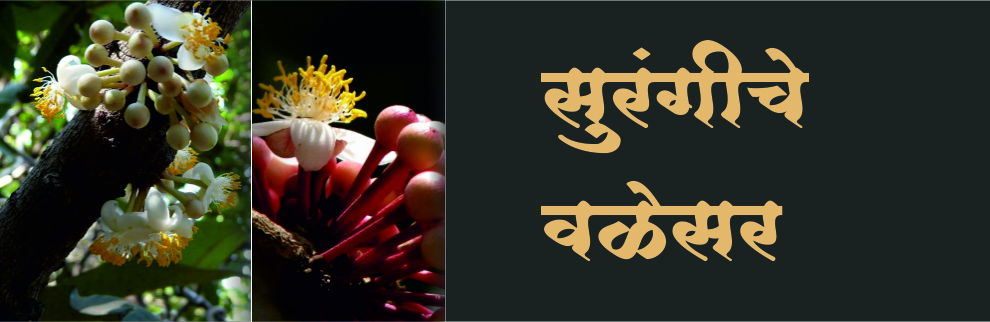 सुरंगीचे वळेसर