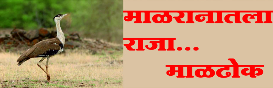 माळरानातला राजा... माळढोक (जंगल सफारी)